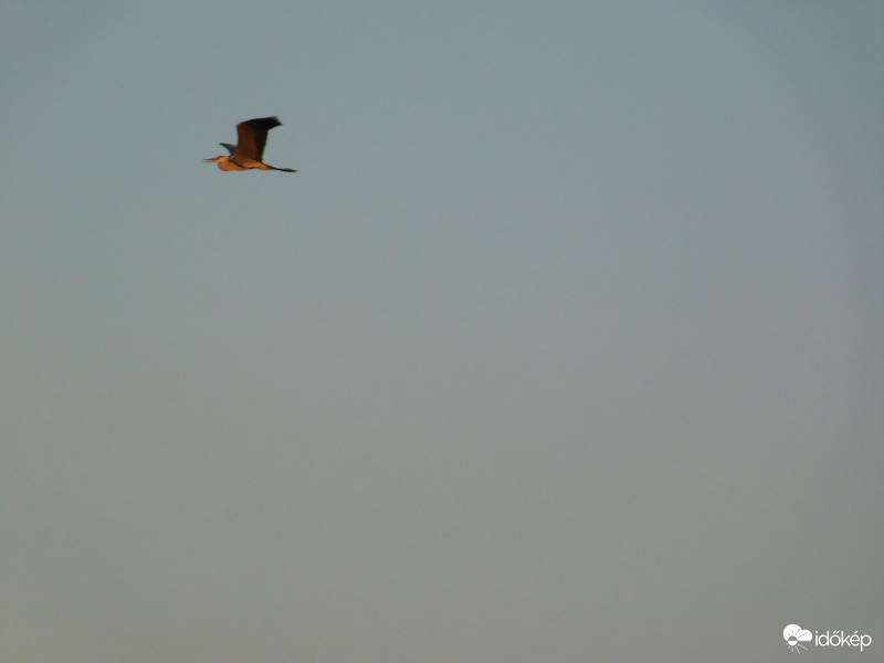 Repülő SZÜRKE GÉM