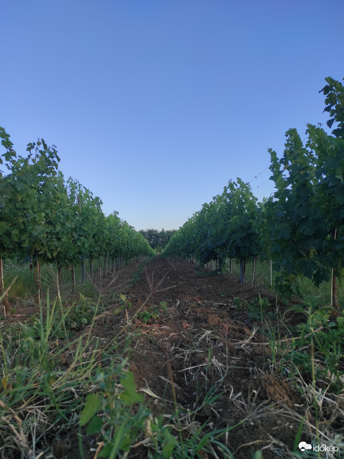 Naplemente szőlők között 