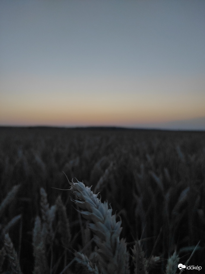 Búza mező naplemente után