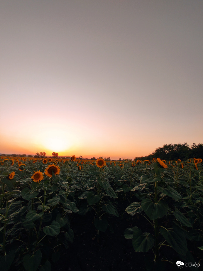 Napraforgó naplementekor