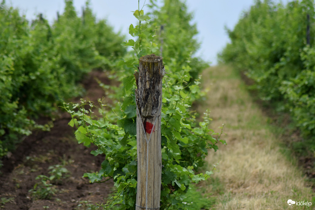 Szőlő