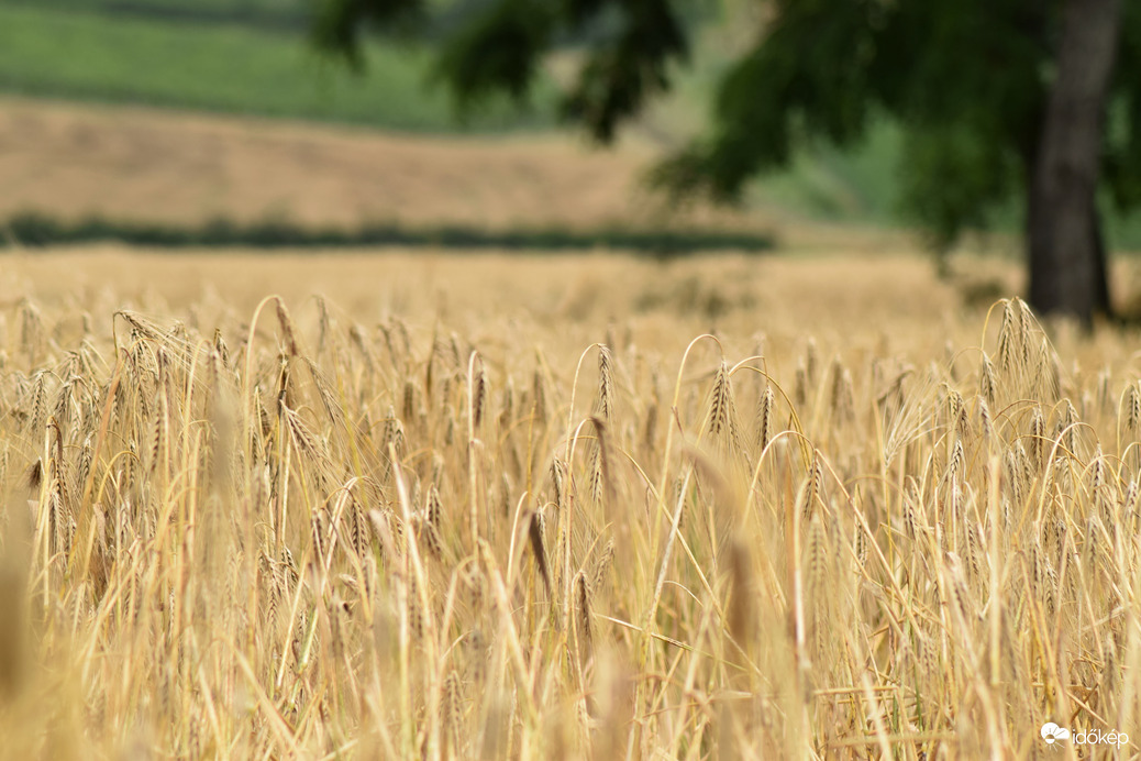 Búza mező