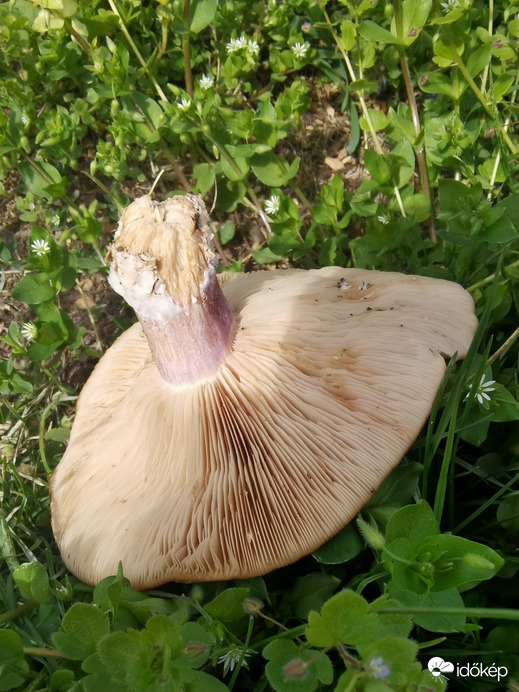 Lilaszárú pereszkék! 