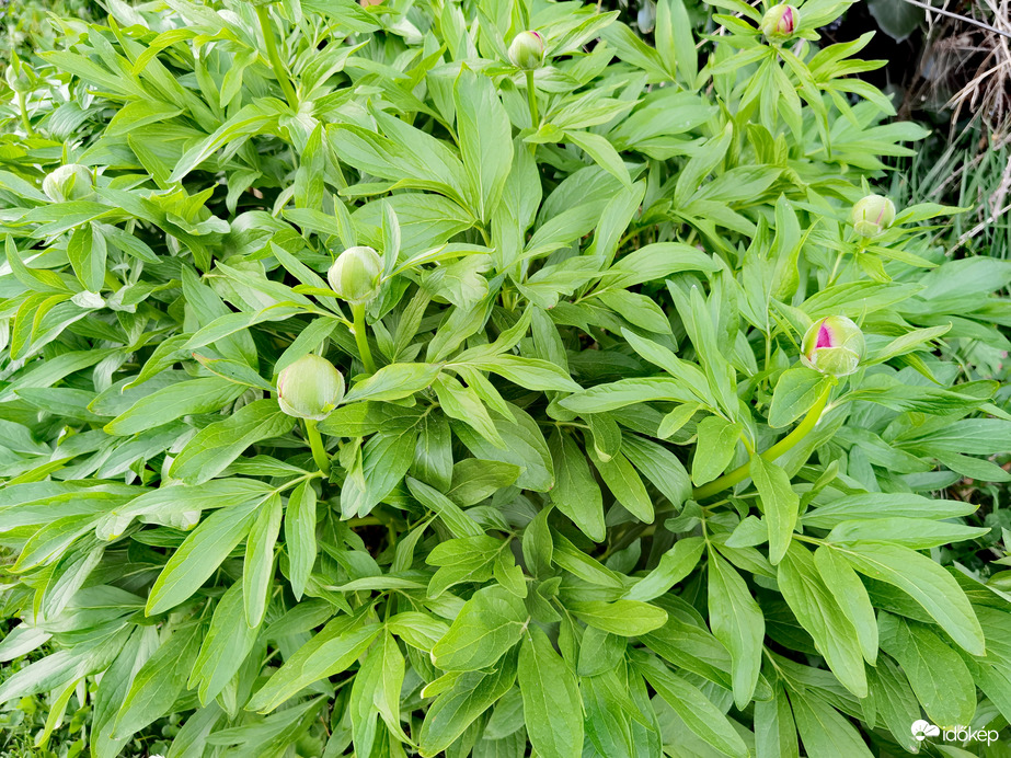 Pünkösdi rózsák készülőben