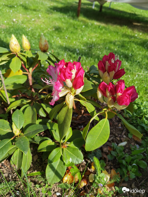 A Rhododendron virágzik! 