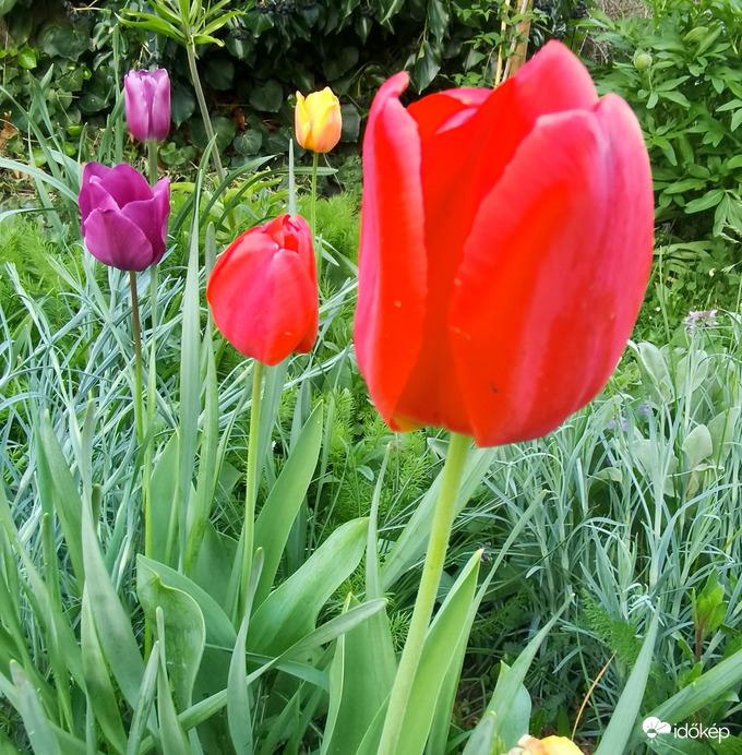 Későn nyíló tulipánok