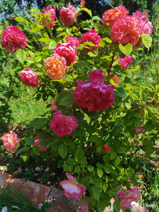 Rózsabokor teljes pompájában 