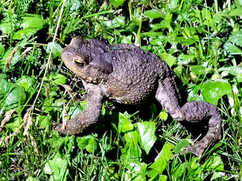 Esti vendég a kőszegi kertben. Ki akarja megcsókolni, állítólag királyfi lesz belőle :))) 
