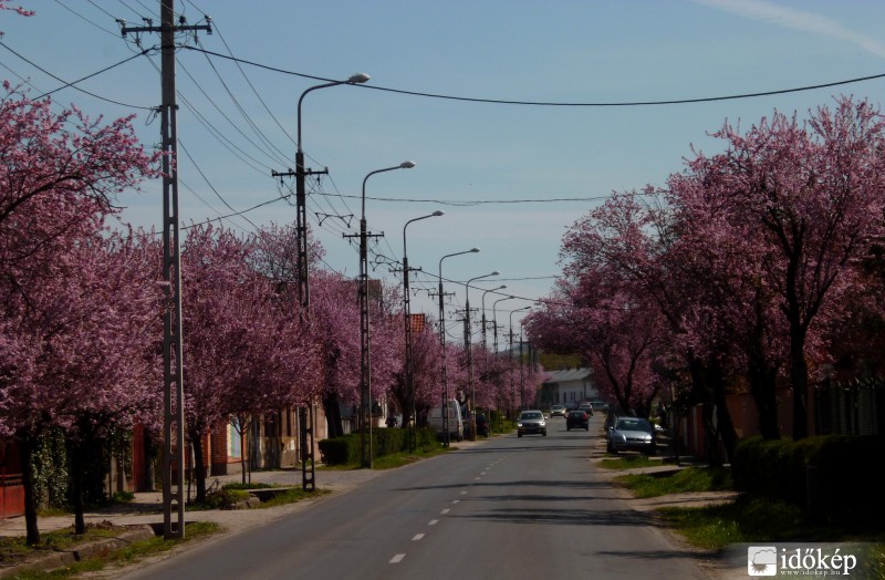 vadszilva fasor