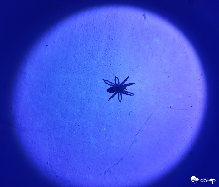 Uv-s pók