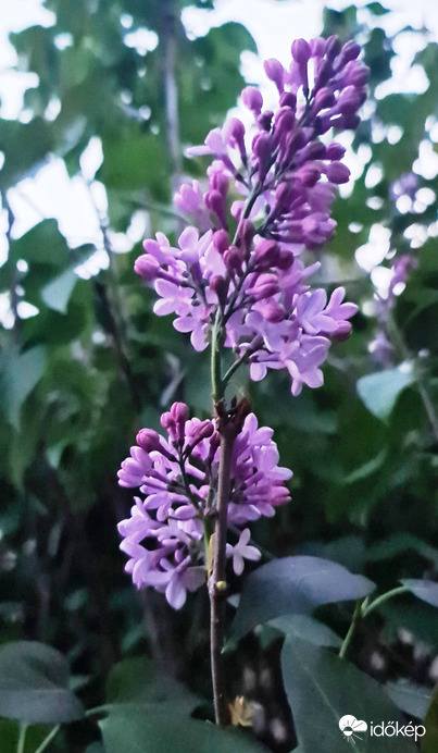 Orgona