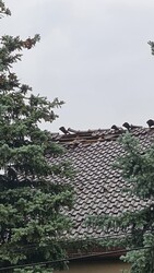 Kaba