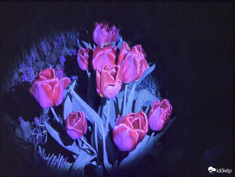 Tulipánok éjjel