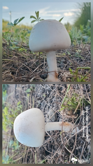 Gomba.Csegöld