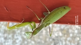 Mai vendég Imádkozó sáska. Csegöld 