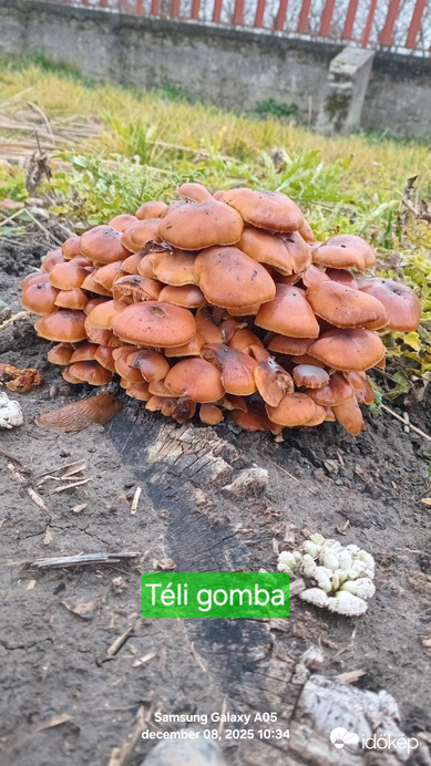 Téli gomba.csegöld