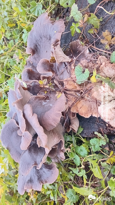 Szép napot.Találtam gomba.csegöld