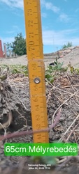 65cm.Mélyrebedés