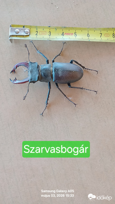 Csegöld 