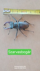 Csegöld 