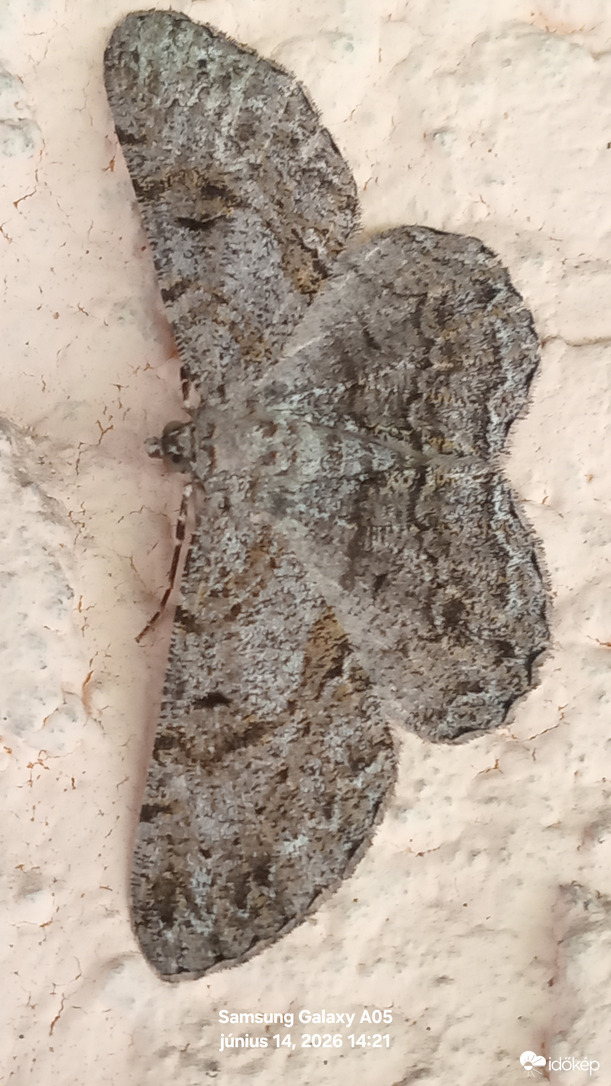 Anavifrinella  lepke 