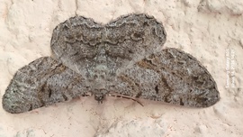 Anavifrinella  lepke 