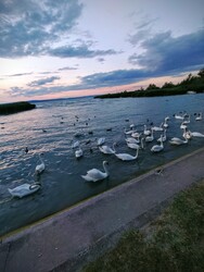 Kiskunfélegyháza
