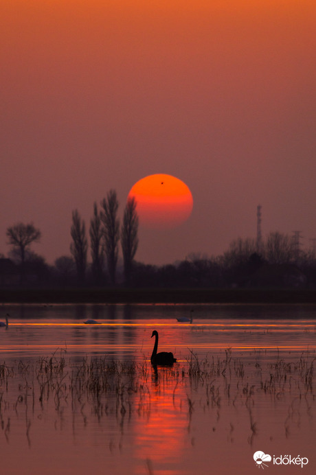 A magányos feketehattyú