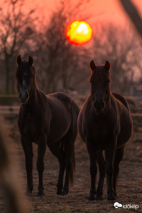 Naplementés portré