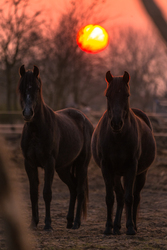 Naplementés portré