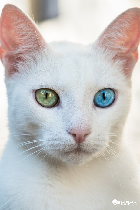 Szines szemű cica