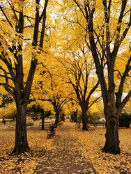 Ruzsa csoda parkja