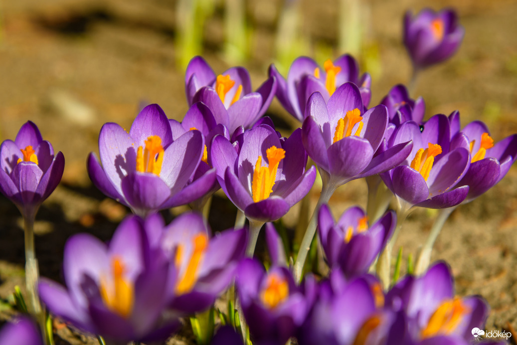 Remek idő volt ma, a krókuszok is csak úgy élvezték!