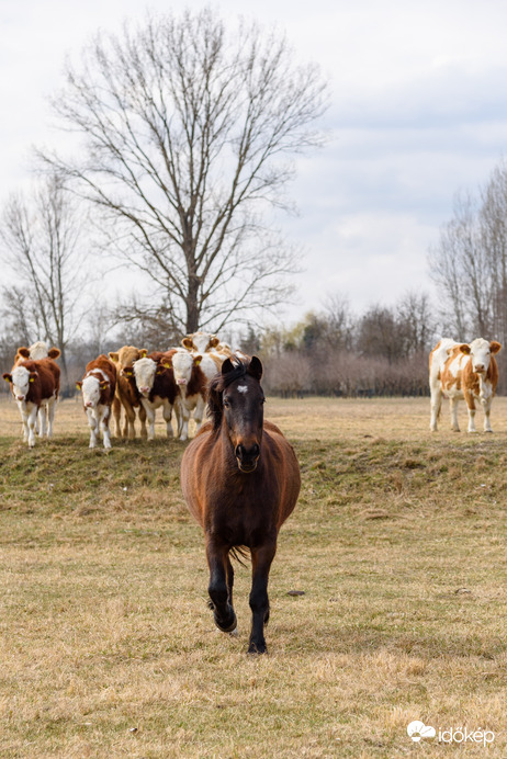 Ő jött is hozzám barátkozni :) HN
