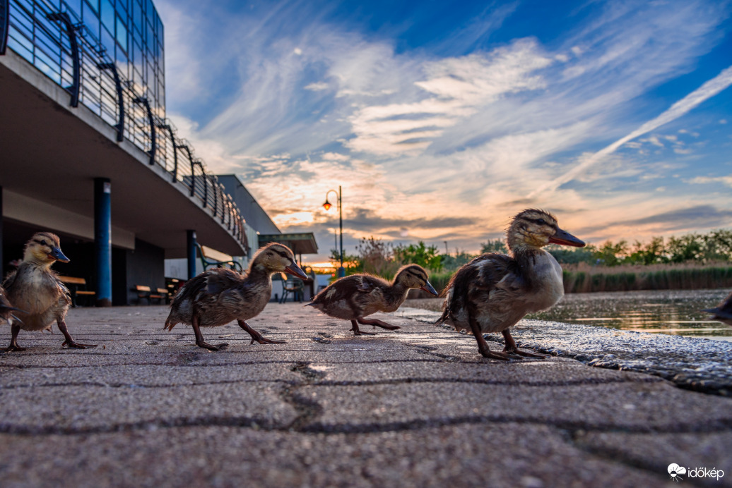 Szegedi plázakacsák