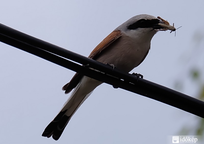 Tövisszúró gébics