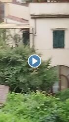 Firenze