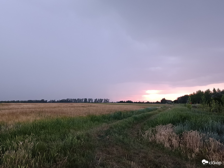 Csallóközaranyos