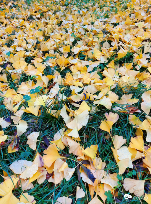 Aranyló ginkó