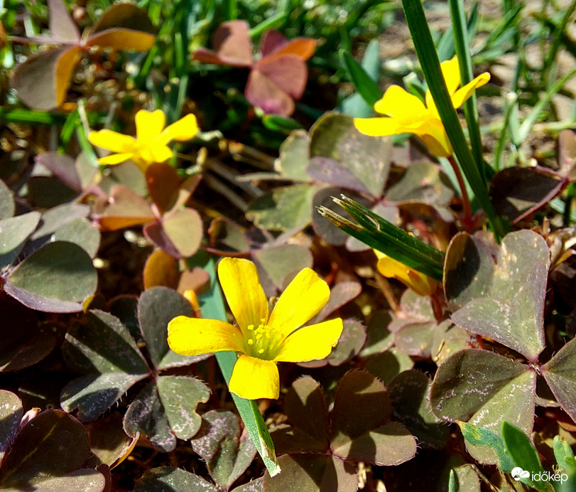 Szürke madársóska