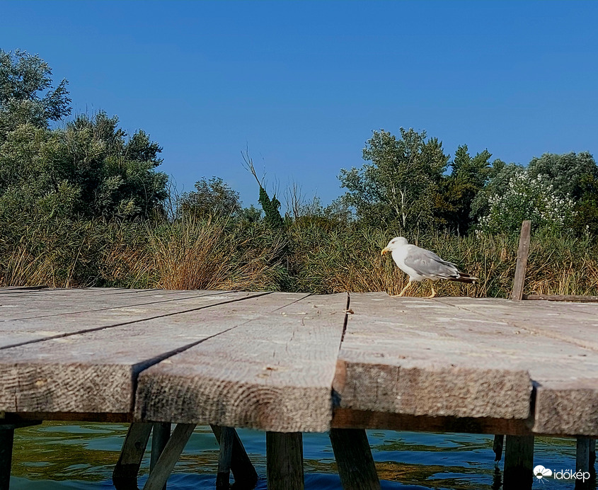 Sárgalábú sirály