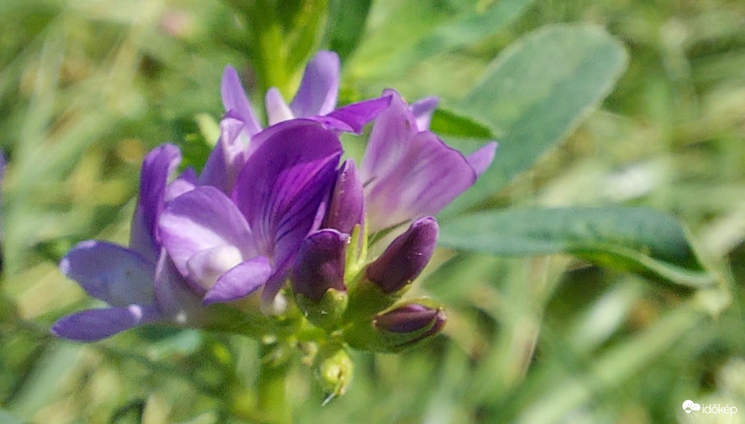 Egy igazi kis szépség