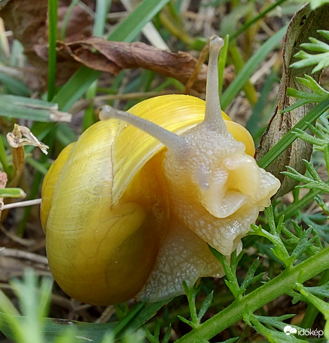 A tegnapi "haverom". :))