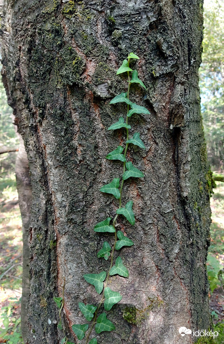 Egyedül csak az enyém :)
