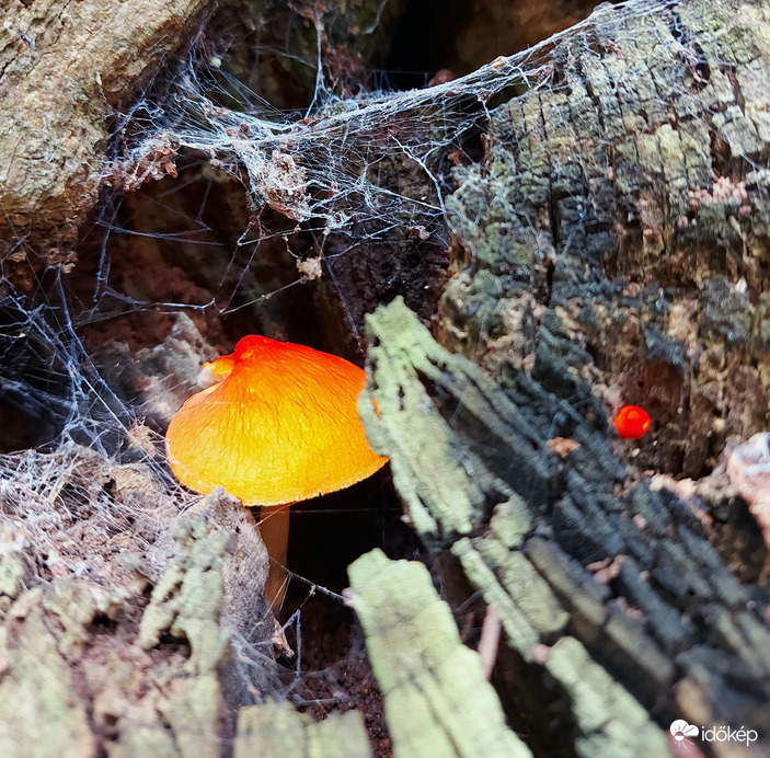 Tűzpiros csengettyűgomba