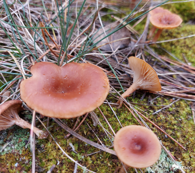 Rozsdasárga tölcsérgomba