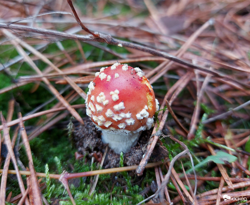 Bébi légyölő galóca 