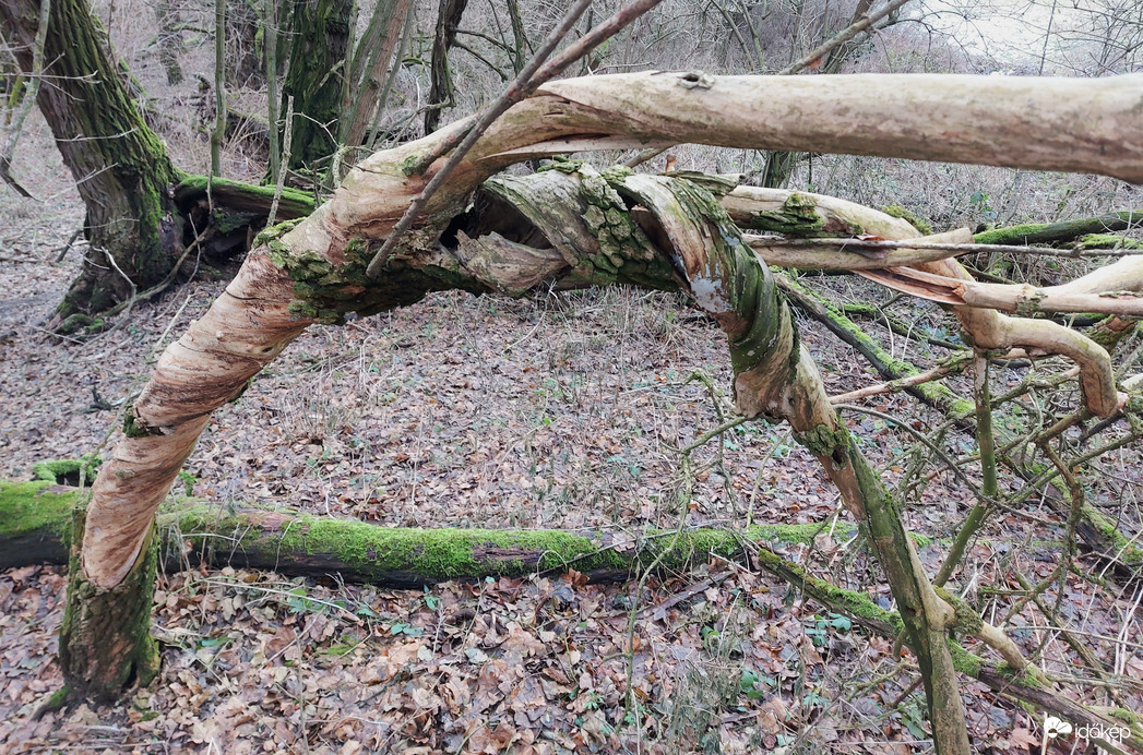 Hajolva,csavarodva,de élni akar!