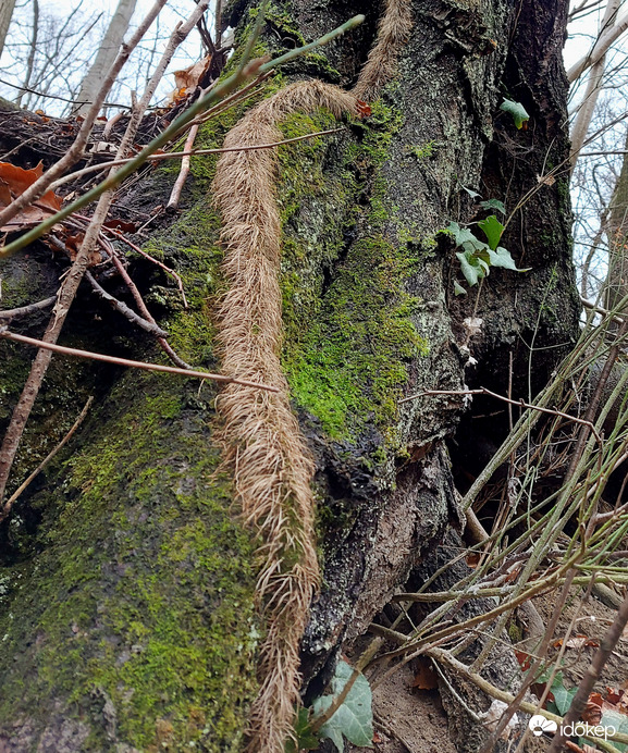 Nem százlábú és nem is tüskés szörnykukac. :D