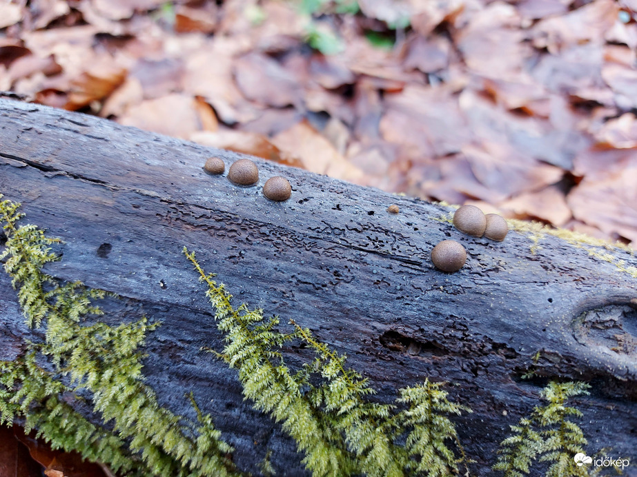 Húsvörös nyálkagomba